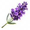 Intentional Terpene Profile